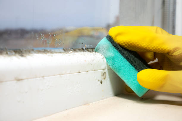 Best Mold Cleaning Services  in USA